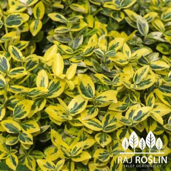 Trzemielina Emerald Gold   2L