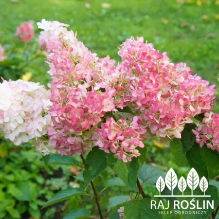 Hortensja Vanila fraise P9