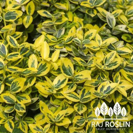 Trzemielina Emerald Gold   2L