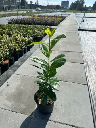Laurowiśnia Rotundifiolia 2l