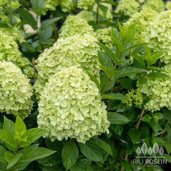 Hortensja Limelight 2l