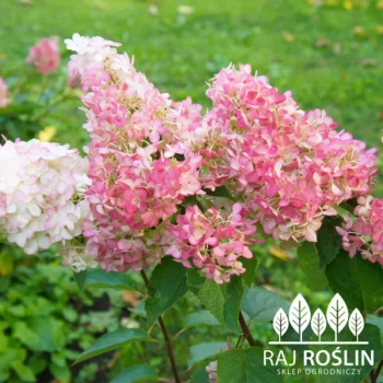 Hortensja Vanila fraise 2l