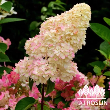 Hortensja Sundae fraise P9